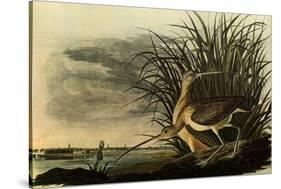 Long-Billed Curlews-John James Audubon-Stretched Canvas