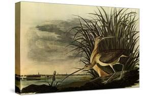 Long-Billed Curlews-John James Audubon-Stretched Canvas