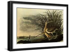 Long-Billed Curlews-John James Audubon-Framed Giclee Print