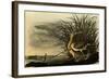 Long-Billed Curlews-John James Audubon-Framed Giclee Print
