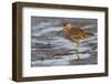 Long-billed dowitcher, tide flats-Ken Archer-Framed Photographic Print