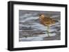 Long-billed dowitcher, tide flats-Ken Archer-Framed Photographic Print