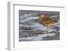 Long-billed dowitcher, tide flats-Ken Archer-Framed Photographic Print