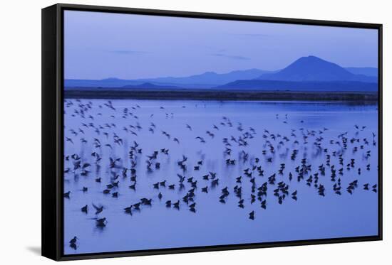Long-billed dowitchers early morning migration stop.-Ken Archer-Framed Stretched Canvas