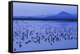 Long-billed dowitchers early morning migration stop.-Ken Archer-Framed Stretched Canvas