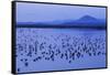 Long-billed dowitchers early morning migration stop.-Ken Archer-Framed Stretched Canvas