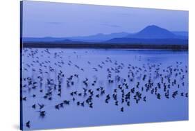 Long-billed dowitchers early morning migration stop.-Ken Archer-Stretched Canvas