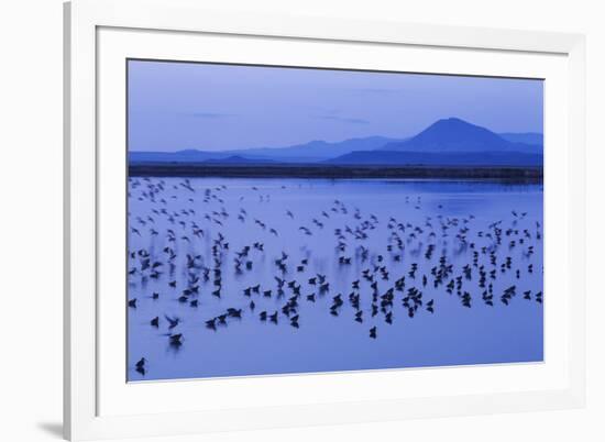 Long-billed dowitchers early morning migration stop.-Ken Archer-Framed Photographic Print