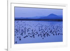 Long-billed dowitchers early morning migration stop.-Ken Archer-Framed Photographic Print