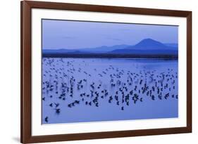 Long-billed dowitchers early morning migration stop.-Ken Archer-Framed Photographic Print