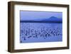 Long-billed dowitchers early morning migration stop.-Ken Archer-Framed Photographic Print