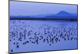 Long-billed dowitchers early morning migration stop.-Ken Archer-Mounted Photographic Print