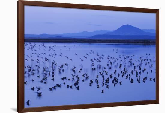 Long-billed dowitchers early morning migration stop.-Ken Archer-Framed Photographic Print