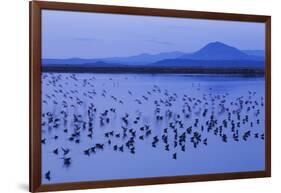 Long-billed dowitchers early morning migration stop.-Ken Archer-Framed Photographic Print