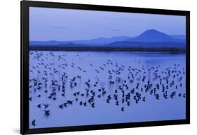 Long-billed dowitchers early morning migration stop.-Ken Archer-Framed Photographic Print