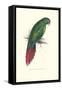 Long Billed Parakeet Macaw Enicogaathus Leptorhynchus Araucaria-Edward Lear-Framed Stretched Canvas