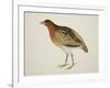 Long-Billed Partridge-J. Briois-Framed Giclee Print