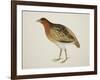 Long-Billed Partridge-J. Briois-Framed Giclee Print