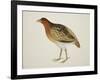 Long-Billed Partridge-J. Briois-Framed Giclee Print