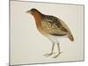 Long-Billed Partridge-J. Briois-Mounted Giclee Print