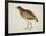 Long-Billed Partridge-J. Briois-Framed Giclee Print