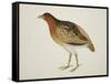 Long-Billed Partridge-J. Briois-Framed Stretched Canvas