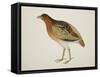Long-Billed Partridge-J. Briois-Framed Stretched Canvas