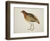 Long-Billed Partridge-J. Briois-Framed Giclee Print