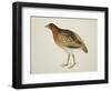 Long-Billed Partridge-J. Briois-Framed Giclee Print