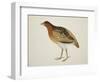 Long-Billed Partridge-J. Briois-Framed Giclee Print