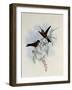 Long-Billed Puffleg, Eriocnemis Isaacsoni-John Gould-Framed Giclee Print