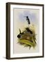 Long-Billed Star-Throat, Heliomaster Longirostris-John Gould-Framed Giclee Print