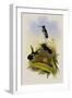 Long-Billed Star-Throat, Heliomaster Longirostris-John Gould-Framed Giclee Print