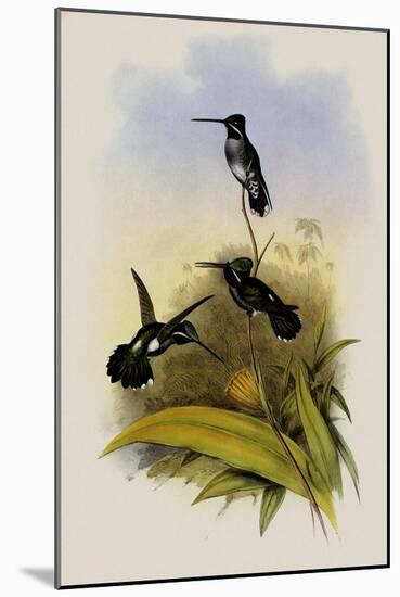 Long-Billed Star-Throat, Heliomaster Longirostris-John Gould-Mounted Giclee Print