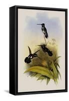 Long-Billed Star-Throat, Heliomaster Longirostris-John Gould-Framed Stretched Canvas