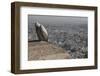 Long-Billed Vulture (Gyps Indicus)-Bernard Castelein-Framed Photographic Print