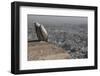 Long-Billed Vulture (Gyps Indicus)-Bernard Castelein-Framed Photographic Print