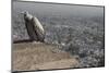 Long-Billed Vulture (Gyps Indicus)-Bernard Castelein-Mounted Photographic Print