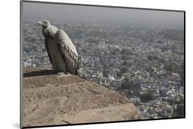 Long-Billed Vulture (Gyps Indicus)-Bernard Castelein-Mounted Photographic Print