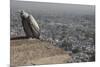 Long-Billed Vulture (Gyps Indicus)-Bernard Castelein-Mounted Photographic Print