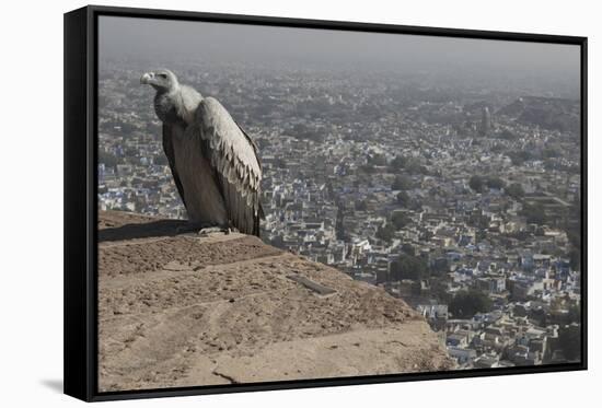 Long-Billed Vulture (Gyps Indicus)-Bernard Castelein-Framed Stretched Canvas