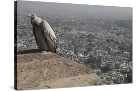 Long-Billed Vulture (Gyps Indicus)-Bernard Castelein-Stretched Canvas