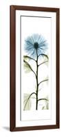 Long Blue Chrysanthemum-Albert Koetsier-Framed Art Print