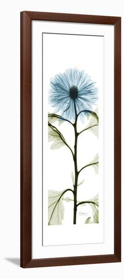 Long Blue Chrysanthemum-Albert Koetsier-Framed Art Print