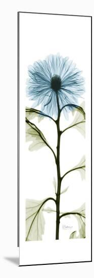 Long Blue Chrysanthemum-Albert Koetsier-Mounted Art Print