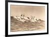 Long Board Surfers off California-null-Framed Premium Giclee Print