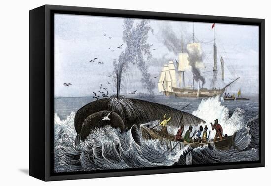 Long Boat Crew Harpooning a Whale-null-Framed Stretched Canvas