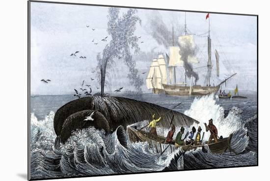 Long Boat Crew Harpooning a Whale-null-Mounted Giclee Print