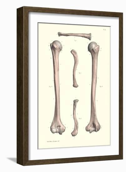 Long Bones of the Leg-null-Framed Art Print
