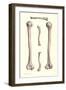 Long Bones of the Leg-null-Framed Art Print